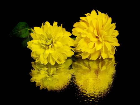 dahlia flower on a black background with water drops 
       の写真素材