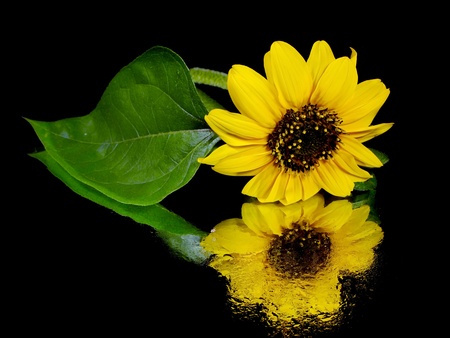 beautiful sunflower on a black background with water drop
の写真素材