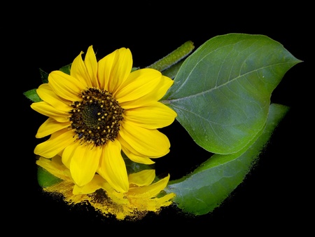 beautiful sunflower on a black background with water drop
の写真素材