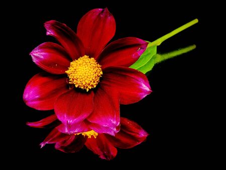 dahlia flower on a black background with water drops 
   の写真素材