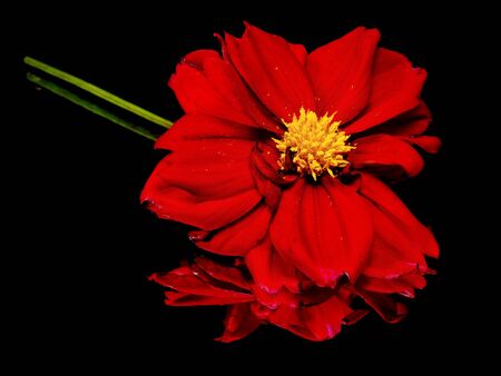dahlia flower on a black background with water drops 
   の写真素材