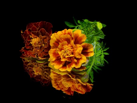 marigold flower on a black background with water drops
の写真素材
