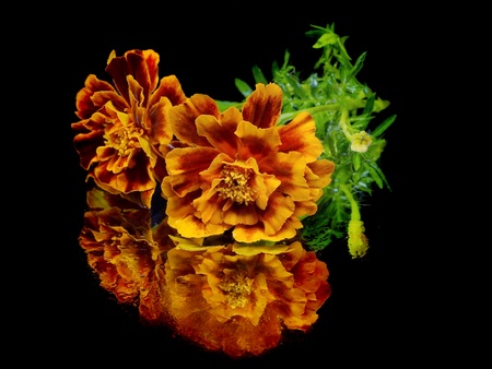 marigold flower on a black background with water drops
の写真素材