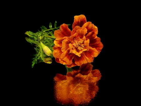 marigold flower on a black background with water drops
の写真素材