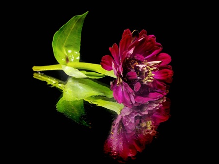 Zinnia flower on a black background with water drop
   の写真素材