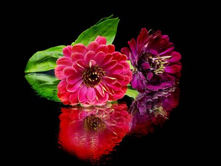 Zinnia flower on a black background with water drop
   の写真素材