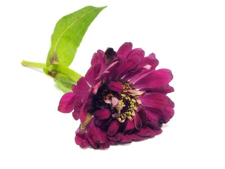 Zinnia flower on a white background 
の写真素材