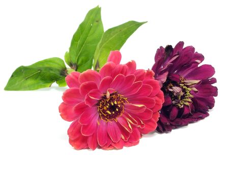 Zinnia flower on a white background 
の写真素材