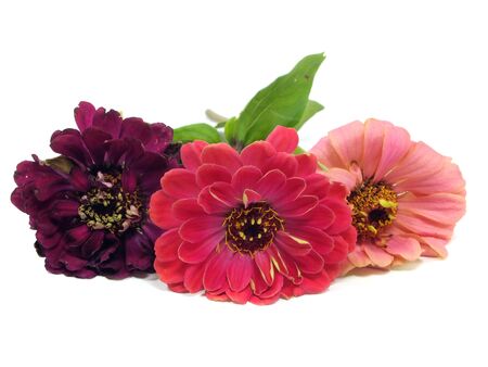 Zinnia flower on a white background 
の写真素材