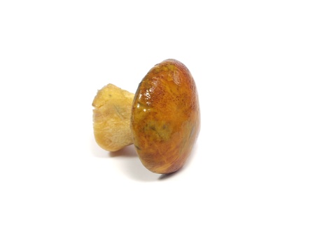 Edible Xerocomus mushroom on a white background 

      の写真素材
