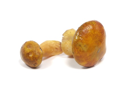 Edible Xerocomus mushroom on a white background 

      の写真素材