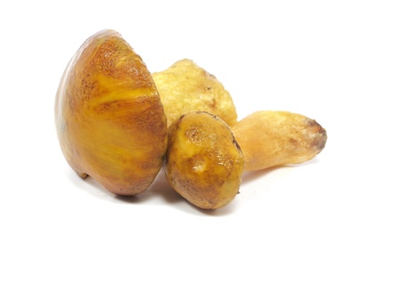 Edible Xerocomus mushroom on a white background 

      の写真素材