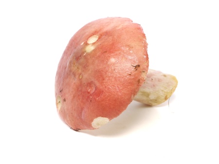 Russula mushroom on a white background 
   の写真素材