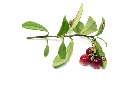 fresh cranberries on a white background 
      の写真素材