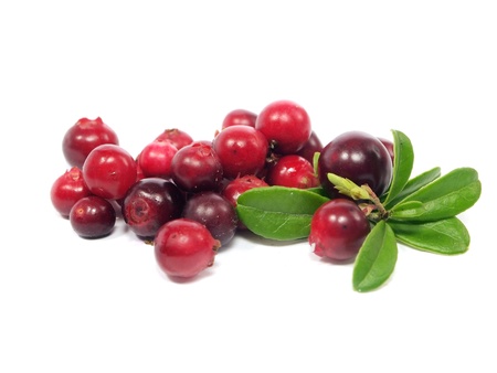 fresh cranberries on a white background 
      の写真素材