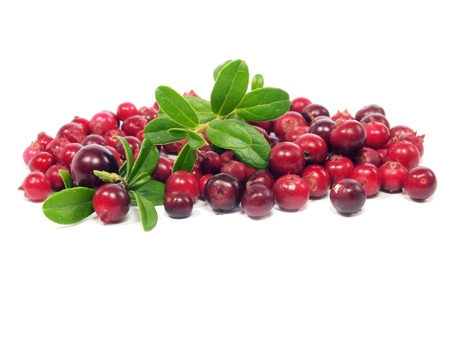 fresh cranberries on a white background 
      の写真素材