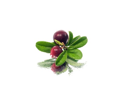 fresh cranberries on a white background with water drops
  の写真素材