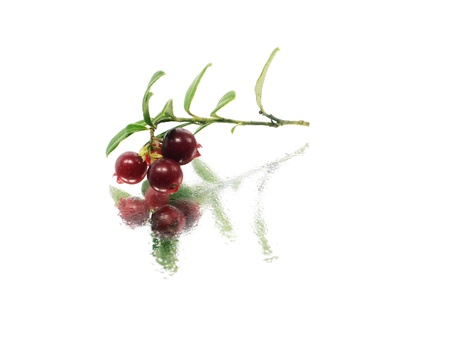 fresh cranberries on a white background with water drops
  の写真素材
