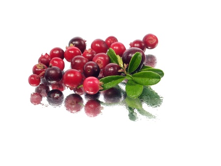 fresh cranberries on a white background with water drops
  の写真素材