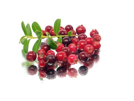 fresh cranberries on a white background with water drops
  の写真素材
