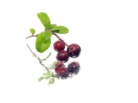 fresh cranberries on a white background with water drops
  の写真素材