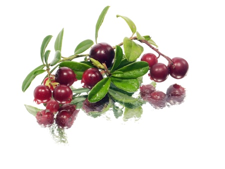 fresh cranberries on a white background with water drops
  の写真素材