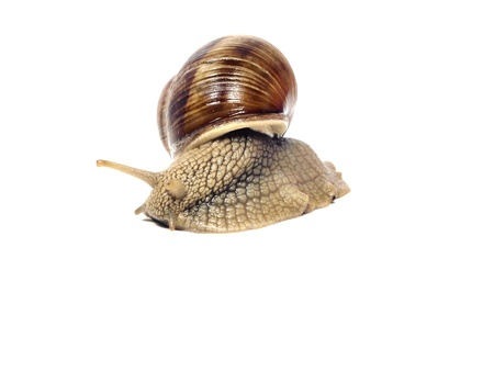 Grape snail on a white background 
     の写真素材