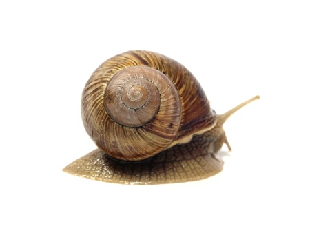 Grape snail on a white background 
     の写真素材