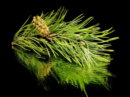 Pine branch with cones on a black background with water dropの写真素材