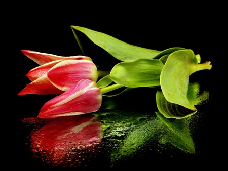 tulips on a black background with water drops
の写真素材