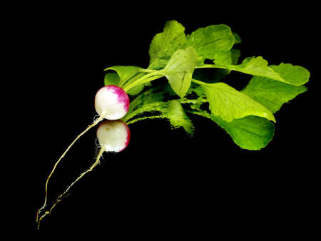 fresh radish on a black background with water drops 
     の写真素材