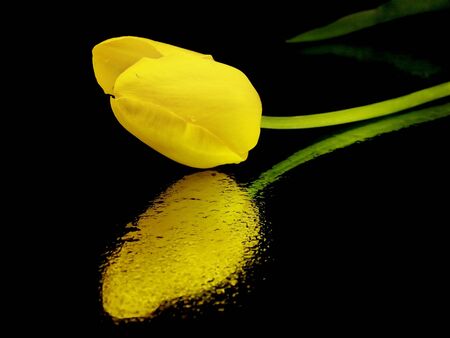 yellow tulips on a black background with water dropsの写真素材