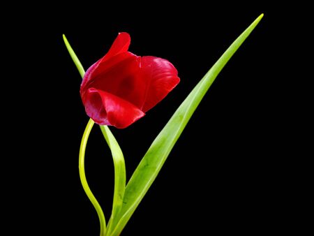 red tulips on a black background の写真素材