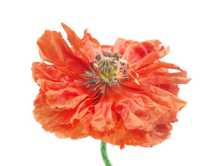 red poppy flower on a white background
  の写真素材