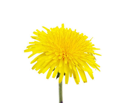 dandelion - taraxacum on a white background
の写真素材