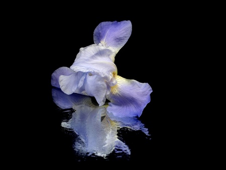 iris flower on a black background with water drops
の写真素材