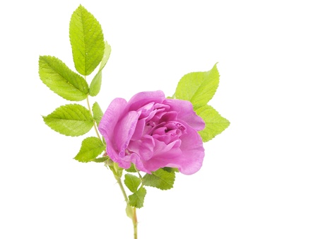 pink dog rose on a white background
の写真素材