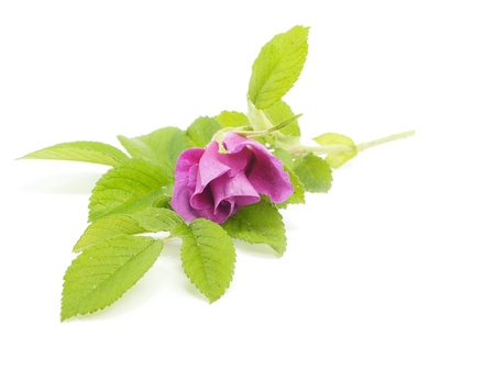 pink dog rose on a white background
の写真素材