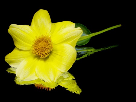 dahlia flower on a black background with water drops
の写真素材