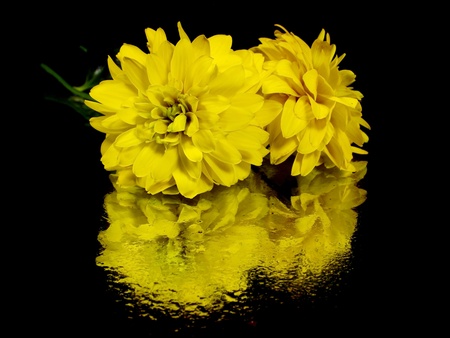 dahlia flower on a black background with water drops 
       の写真素材