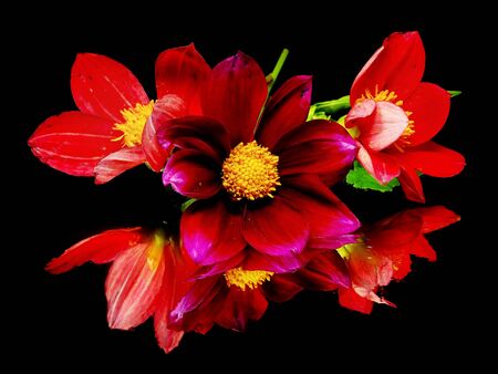 dahlia flower on a black background with water drops 
の写真素材