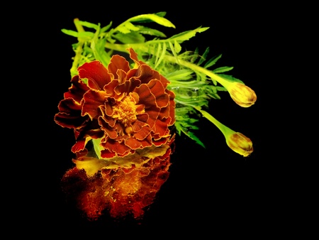 marigold flower on a black background with water drops
の写真素材