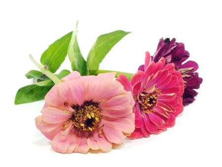 Zinnia flower on a white background 
の写真素材