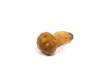 Edible Xerocomus mushroom on a white background 

      の写真素材
