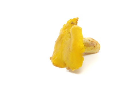 chanterelles mushrooms on a white backgroundの写真素材