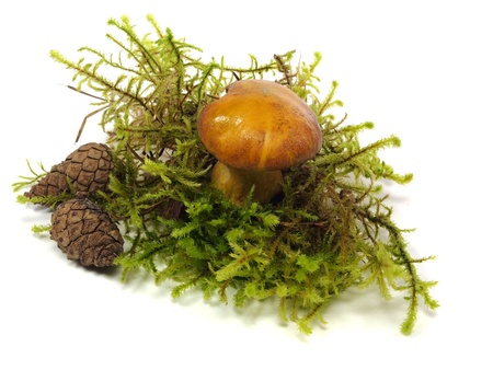 Edible Xerocomus mushroom in moss on a white background 
 の写真素材