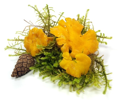 chanterelles mushrooms in moss on a white background 
の写真素材