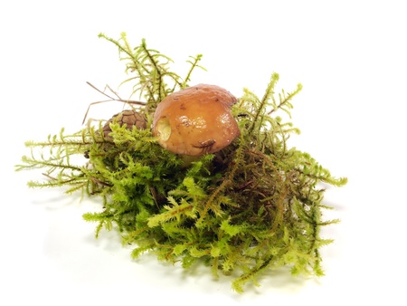 annulated boletus (Suillus luteus) in moss on a white background 
の写真素材