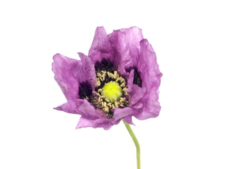 purple poppy flower on a white backgroundの写真素材
