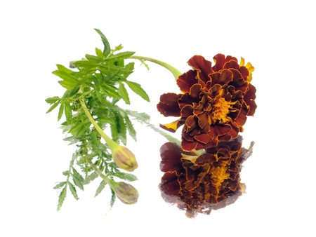marigold flower on a white background with water drops 
の写真素材